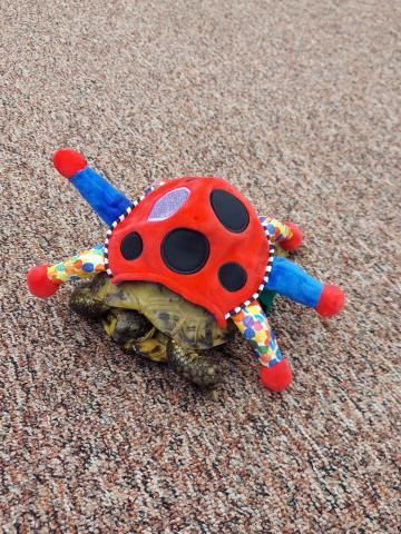 Ms. Brown's class pet turtle